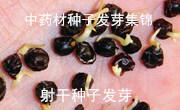 ˎٍX(qin)